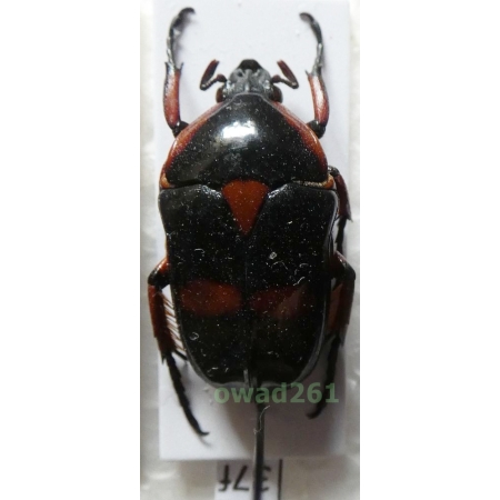 Heterorrhina paupera (Mohnike, 1873) male Philippines37f